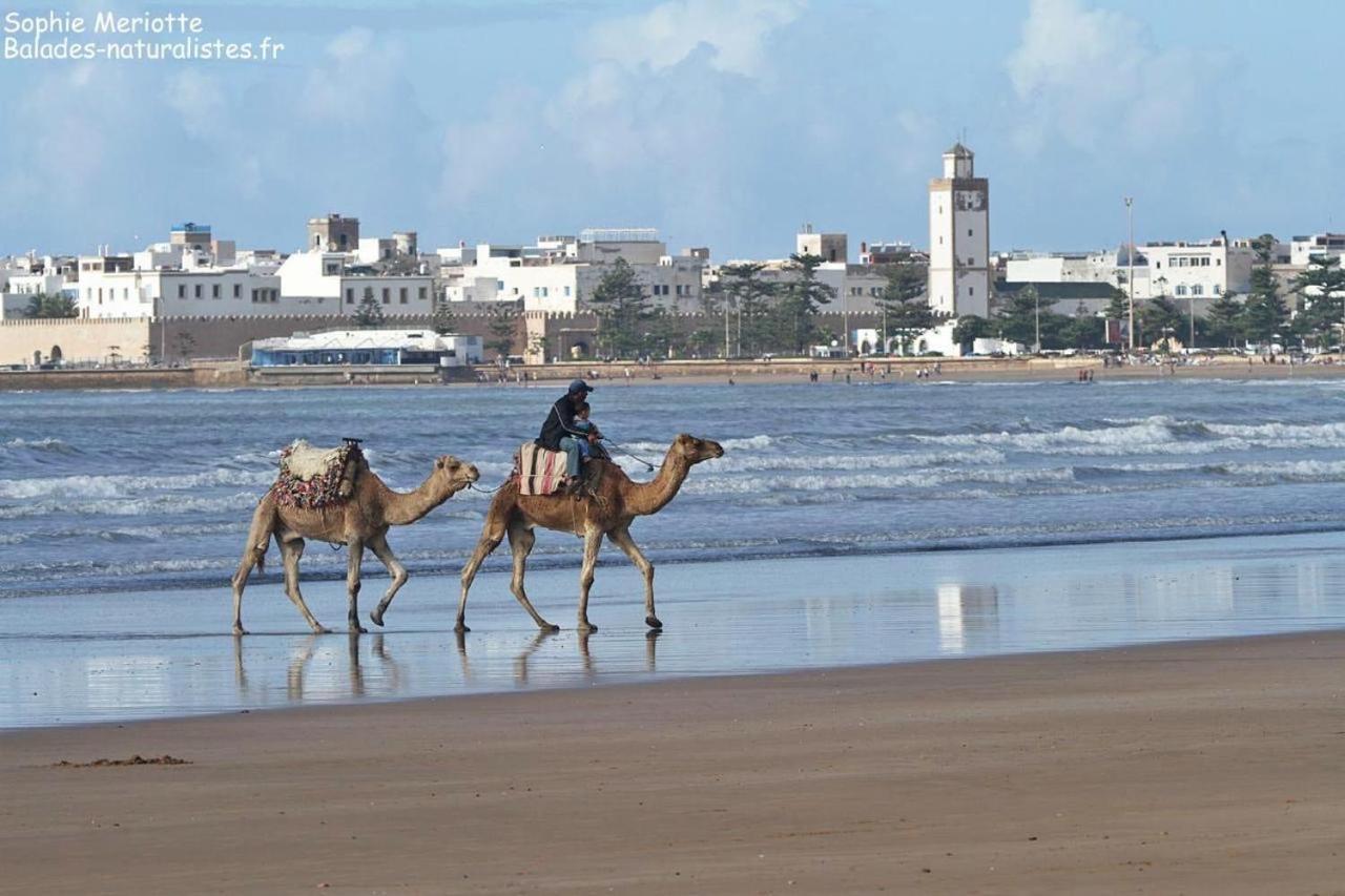 Appartement Essaouira Proche De La Mer المظهر الخارجي الصورة